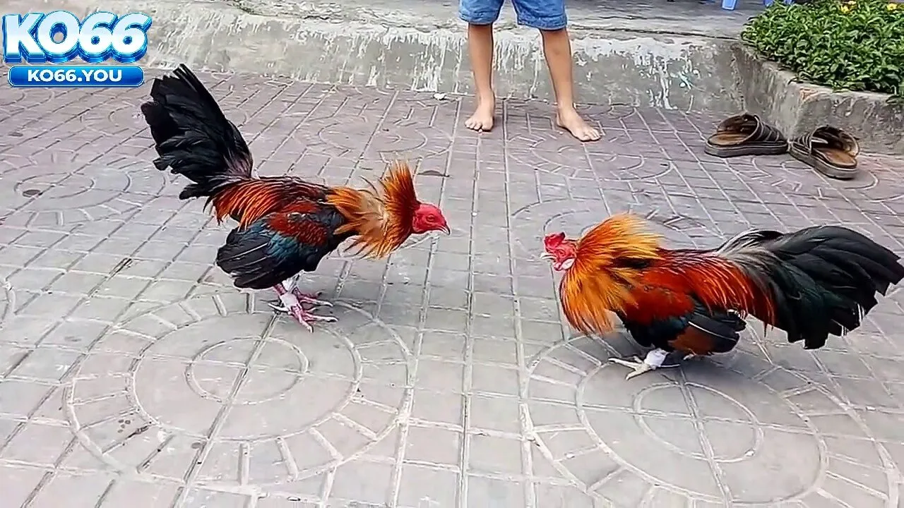 Điểm Nổi Bật Của Đá Gà Ko66