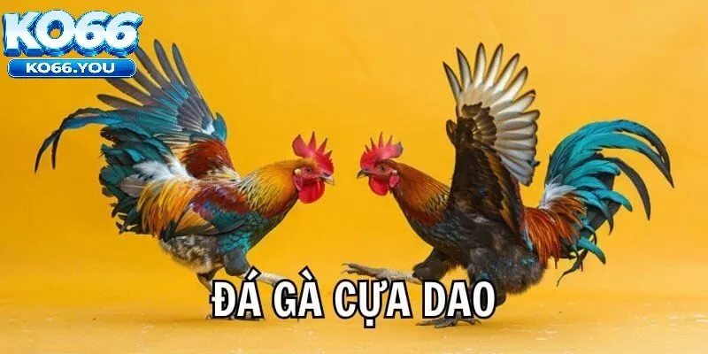 Đá Gà Cựa Dao Ko66 là gì?