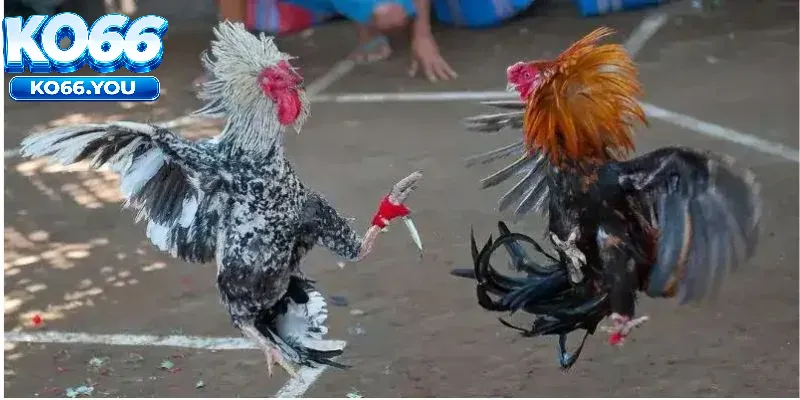 Luật chơi Đá Gà Cựa Dao Ko66