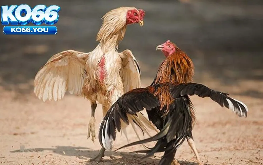 Sự hấp dẫn của Đá Gà Cựa Dao Ko66