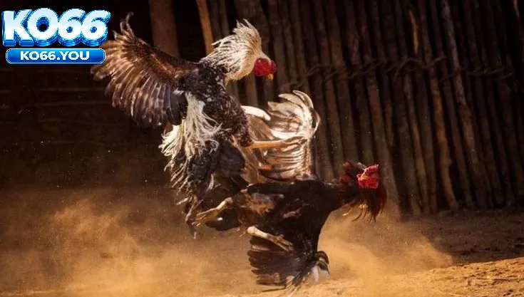 Vì Sao Đá Gà Thomo Ko66 Được Giới Chơi Gà Việt Ưa Chuộng?