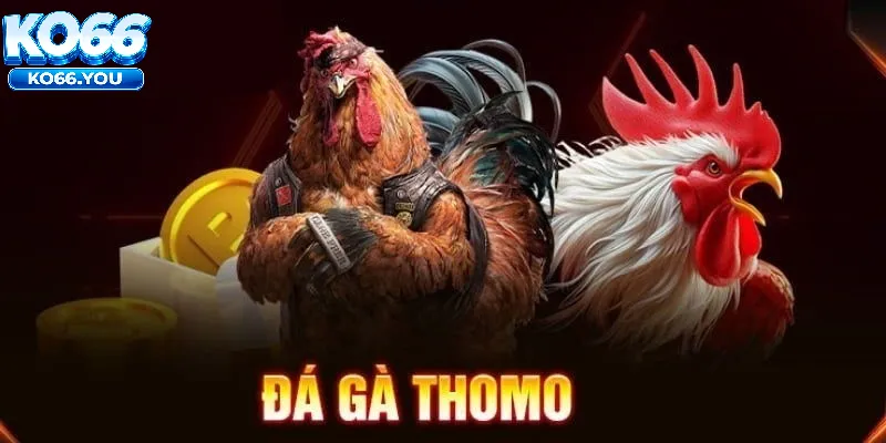 Lưu Ý Tham Gia Đá Gà Thomo Ko66
